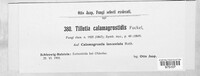 Ustilago calamagrostidis image